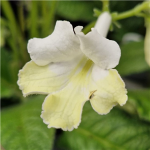 Streptocarpus 'Luna'